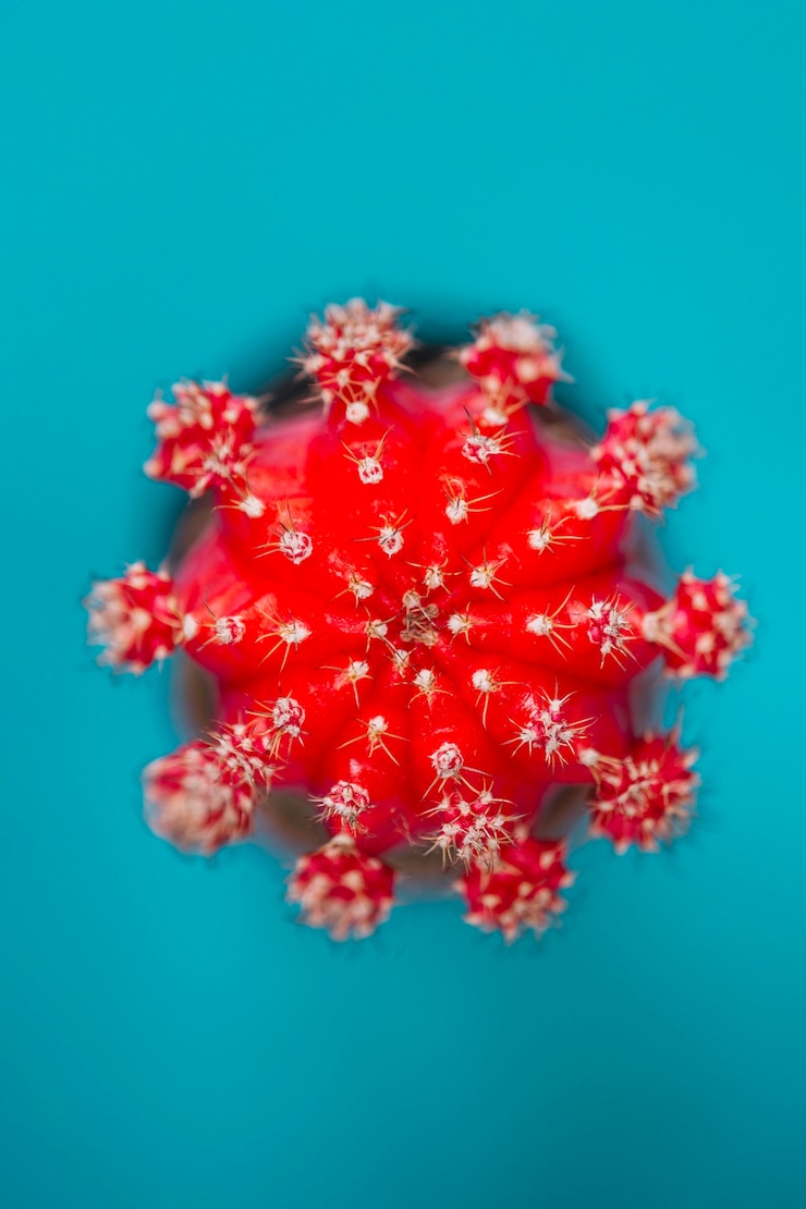 Foto gratuito cactus rojo en azul