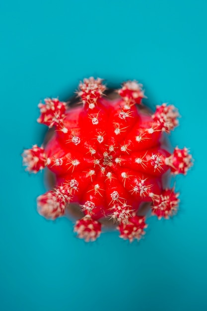 Cactus rojo en azul