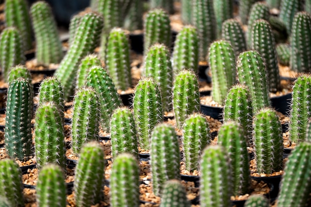 Cactus sobre fondo marrón arena verde planta