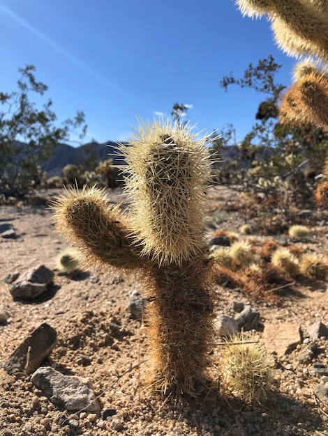 Cactus en el suelo seco del Parque Nacional Joshua Tree, EE.