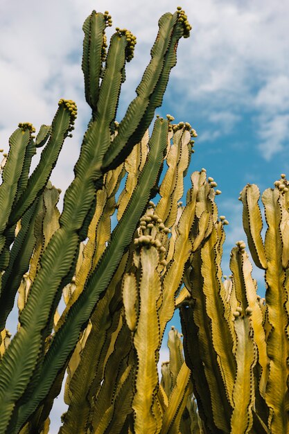 Cactus verde contra el cielo nublado