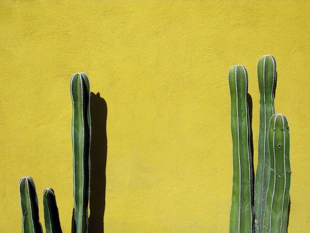 Cactus verde contra la pared amarilla en México