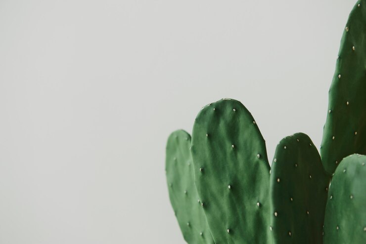 Cactus verde sobre un fondo gris