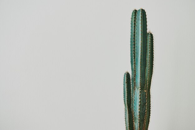 Cactus verde sobre fondo gris