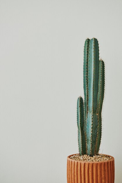 Cactus verde sobre fondo gris