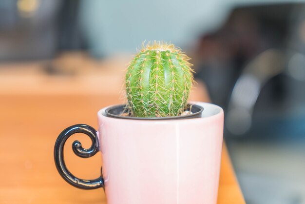 cactus