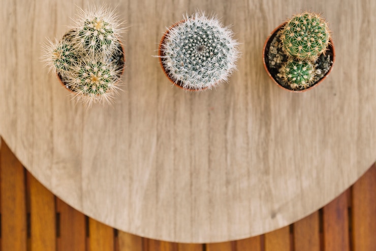 Foto gratuito los cactus