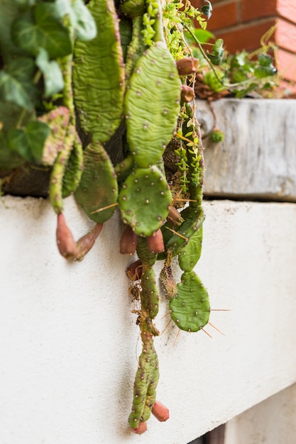 Foto gratuita cactus