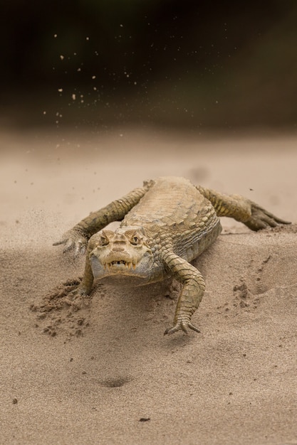 Caimán salvaje en el hábitat de la naturaleza salvaje brasil pantanal de fauna brasileña