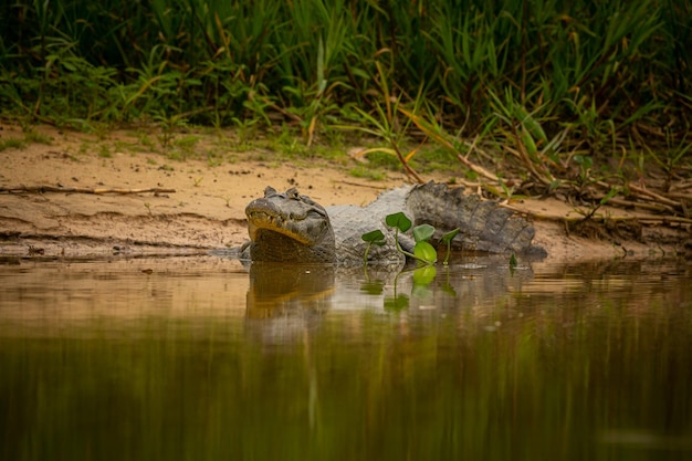 Caimán salvaje con pescado en la boca en el hábitat natural Salvaje brasil fauna silvestre pantanal selva verde naturaleza sudamericana y salvaje peligroso