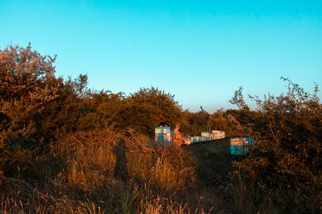 Cajas de madera y coloridas colmenas de abejas en la naturaleza.