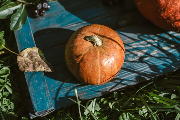 Calabaza con hojas de otoño en la hierba