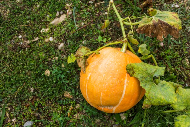 Calabaza