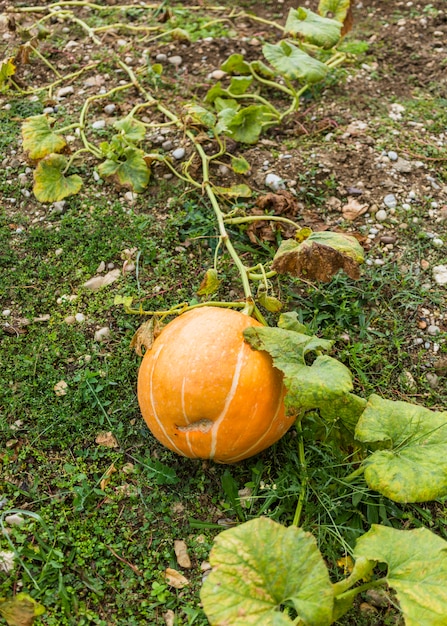 Calabaza