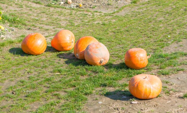 Calabazas una al lado de la otra en la hierba