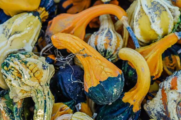 Calabazas apiladas durante el otoño en Canadá