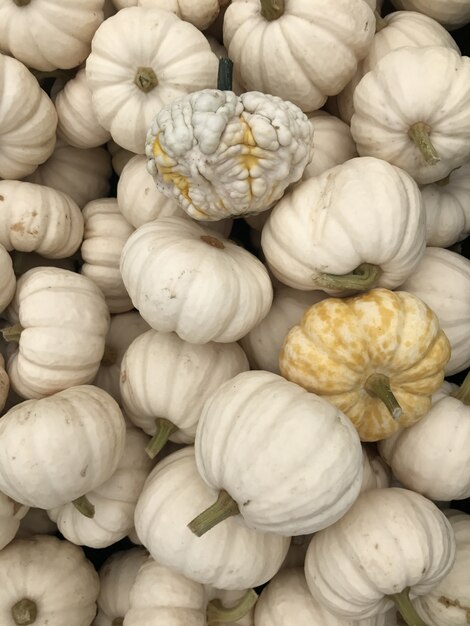 Calabazas blancas