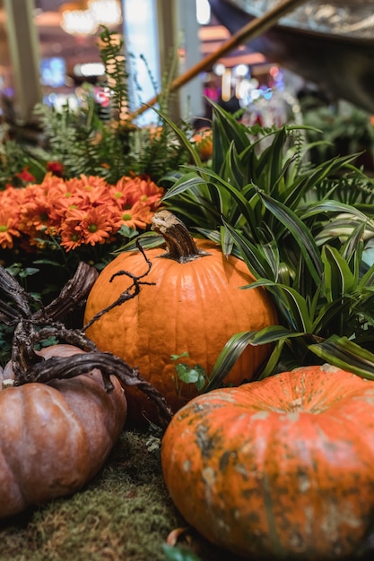 Foto gratuita calabazas y flores