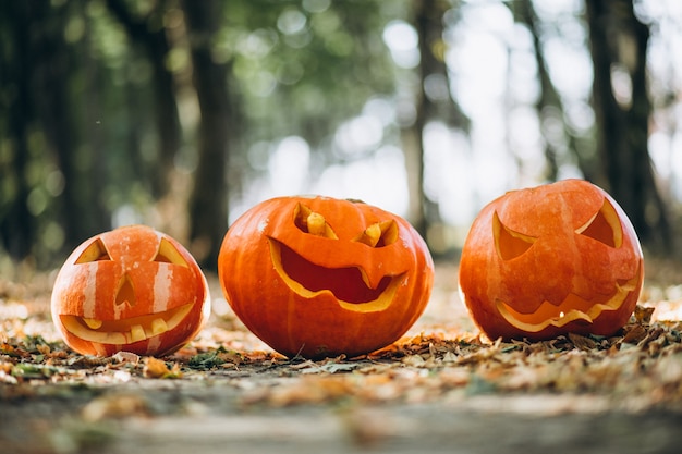 Calabazas de Halloween en un bosque de otoño