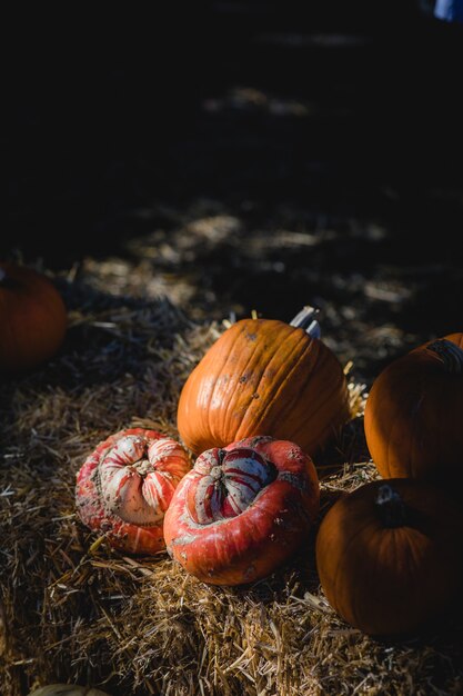 Foto gratuita calabazas naranjas