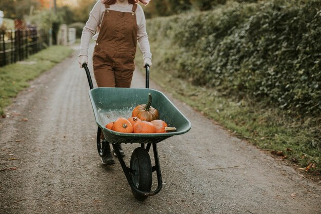 Calabazas recién cosechadas en una carretilla