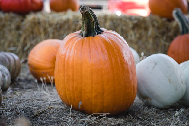 Calabazas surtidas cerca de hays.