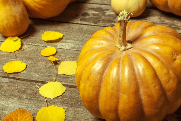 Calabazas en tablero de madera