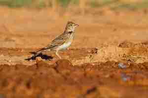 Foto gratuita calandra lark, un pequeño ave esteparia de la familia alaudidae en zaragoza, españa