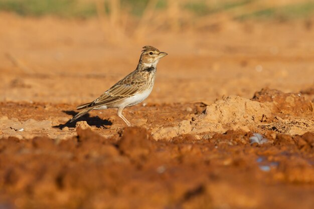 Calandra lark, un pequeño ave esteparia de la familia Alaudidae en Zaragoza, España