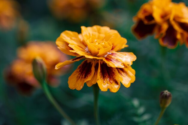 Caléndula francesa Tagetes patula primer plano macro