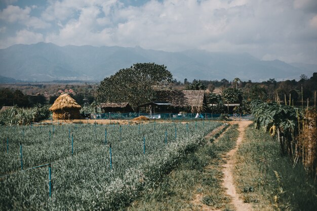 Calle tailandia, naturaleza