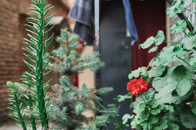 Foto gratuita las calles de la antigua tbilisi se centran selectivamente en una idea de fondo borroso de flores para un salvapantallas o una historia sobre la ciudad vieja