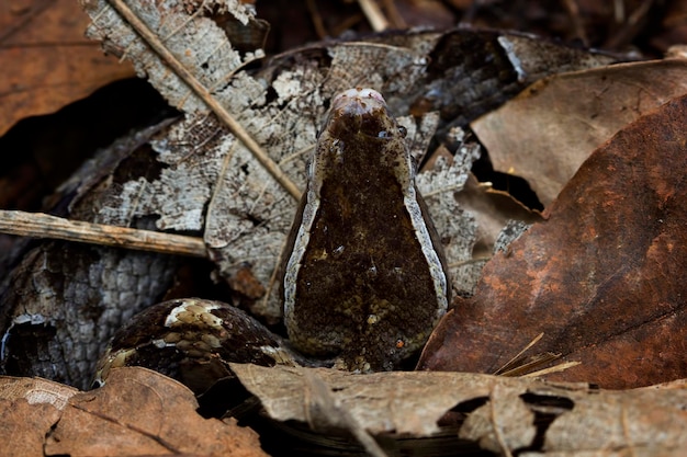 Calloselasma rhodostoma serpiente oculta en hojas secas