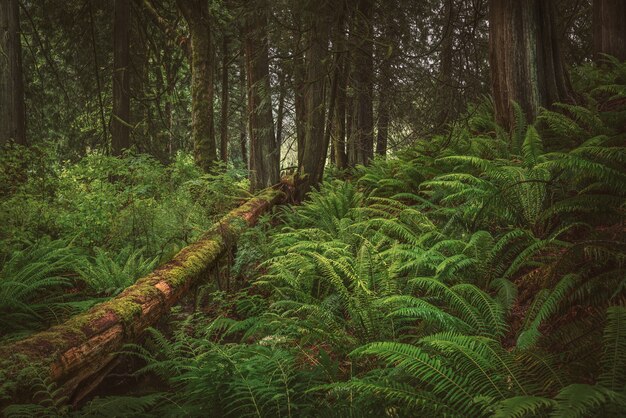 Calmante en el bosque