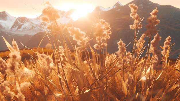 Calor día soleado puesta de sol al aire libre y montañas detrás de la planta seca marrón