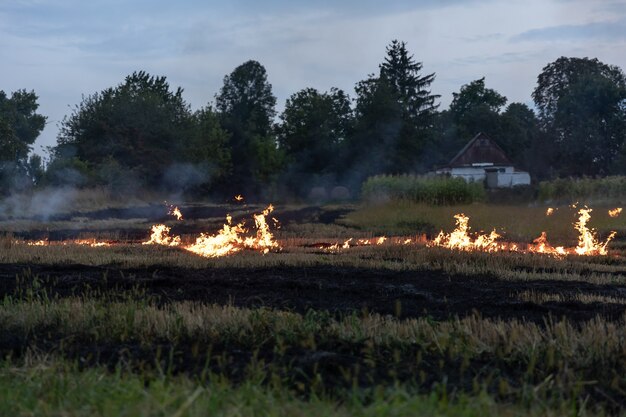 En un caluroso día de verano, la hierba seca arde en el campo. Campo ardiente con pasto seco.