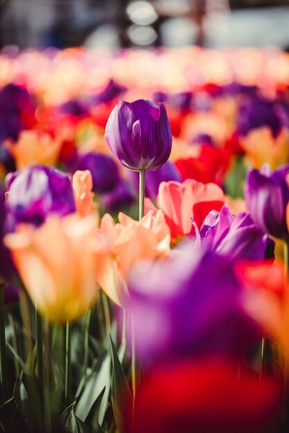Cama de tulipanes morados y rosas