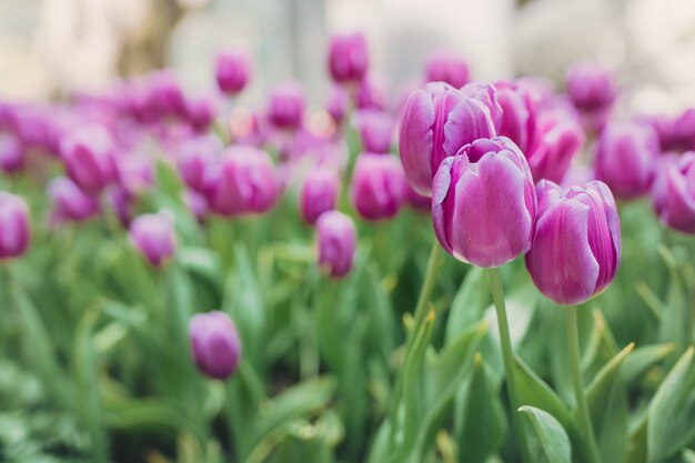 Cama de tulipanes rosas