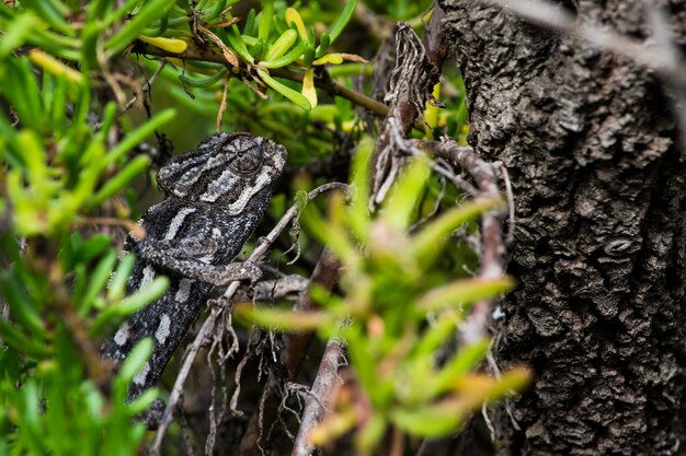 Un camaleón mediterráneo escondido camuflado entre plantas suculentas en la campiña maltesa.