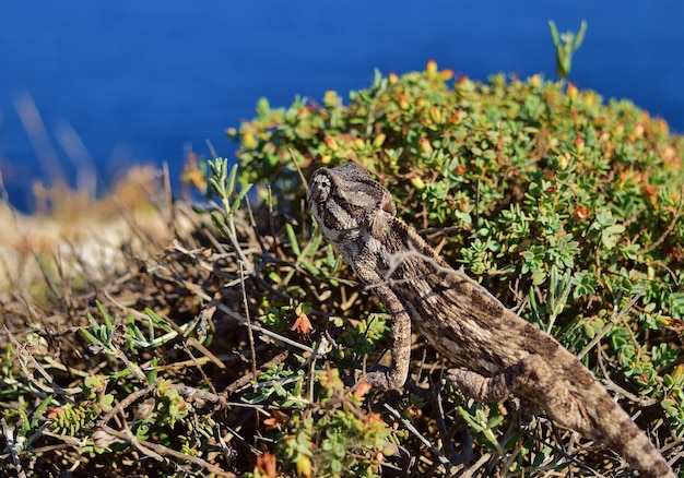 Camaleón mediterráneo entre vegetación en un acantilado