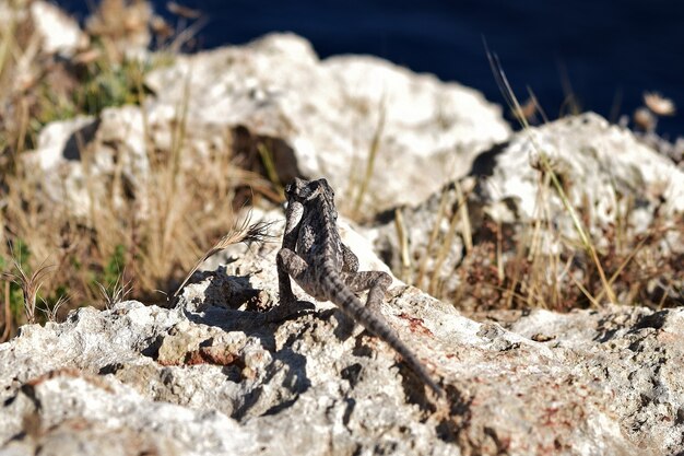 Camaleón mediterráneo entre vegetación garigue en un acantilado