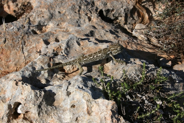 El camaleón mediterráneo