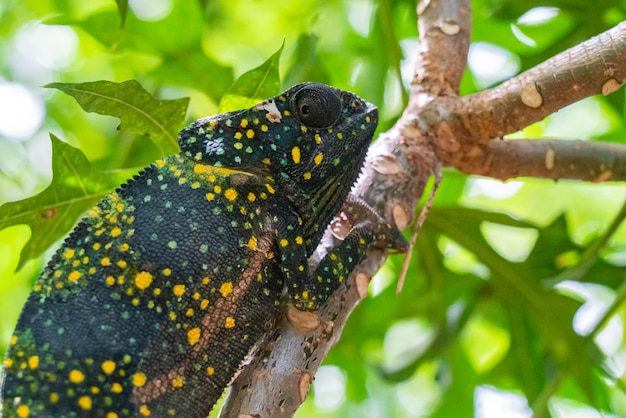 Camaleón en una rama escondida en hojas. Chameleo en Zanzíbar.