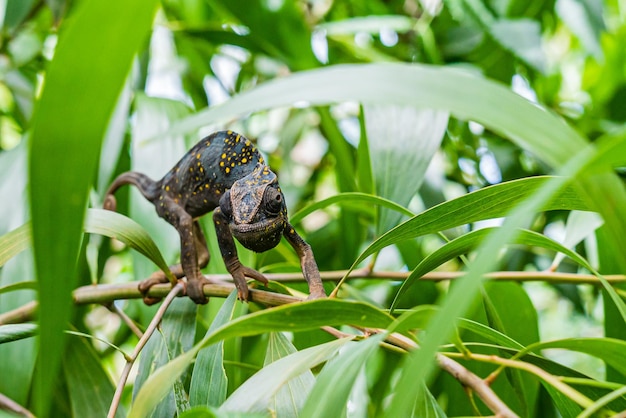 Camaleón en una rama escondida en hojas. Chameleo en Zanzíbar.