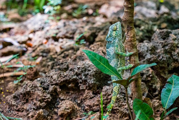 Camaleón sube al árbol. Chameleo en Zanzíbar.