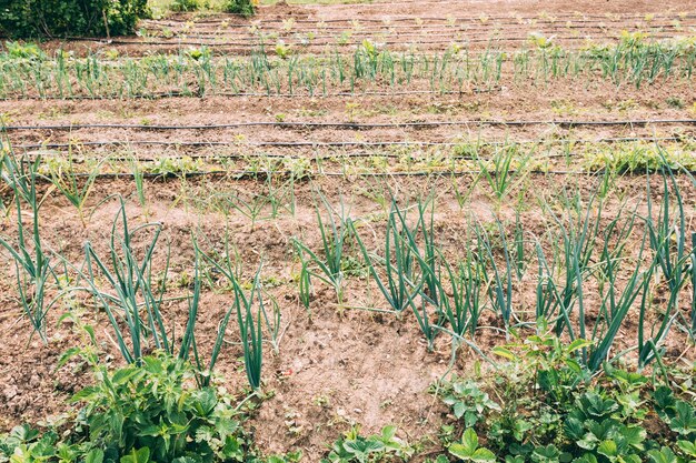 Camas de jardín con cebolletas