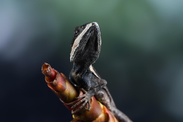 Camauflage de lagarto Temporalis en madera Primer plano de lagarto Temporalis