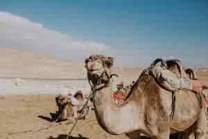 Foto gratuita camello con correa para turistas en egipto
