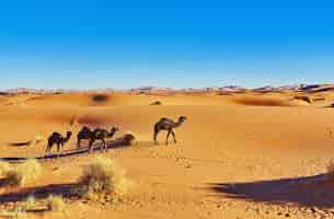 Foto gratuita camello en el desierto del sáhara en marruecos