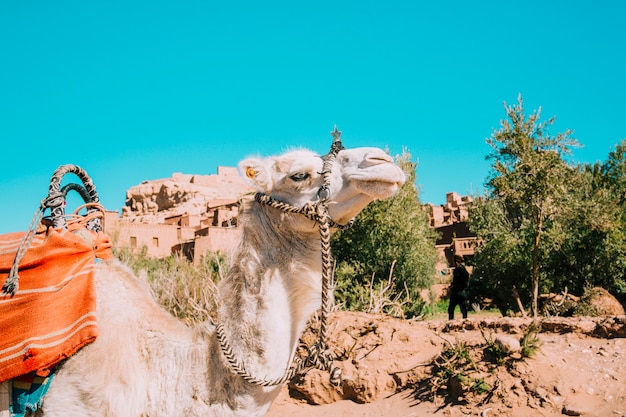 Camello en desierto